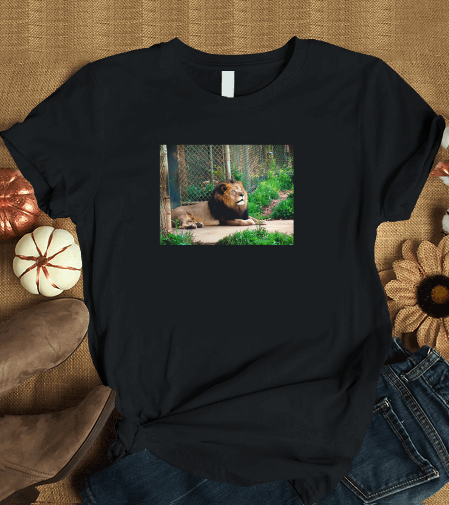 The King Of The Jungle Lion Resting In Enclosure T-Shirt